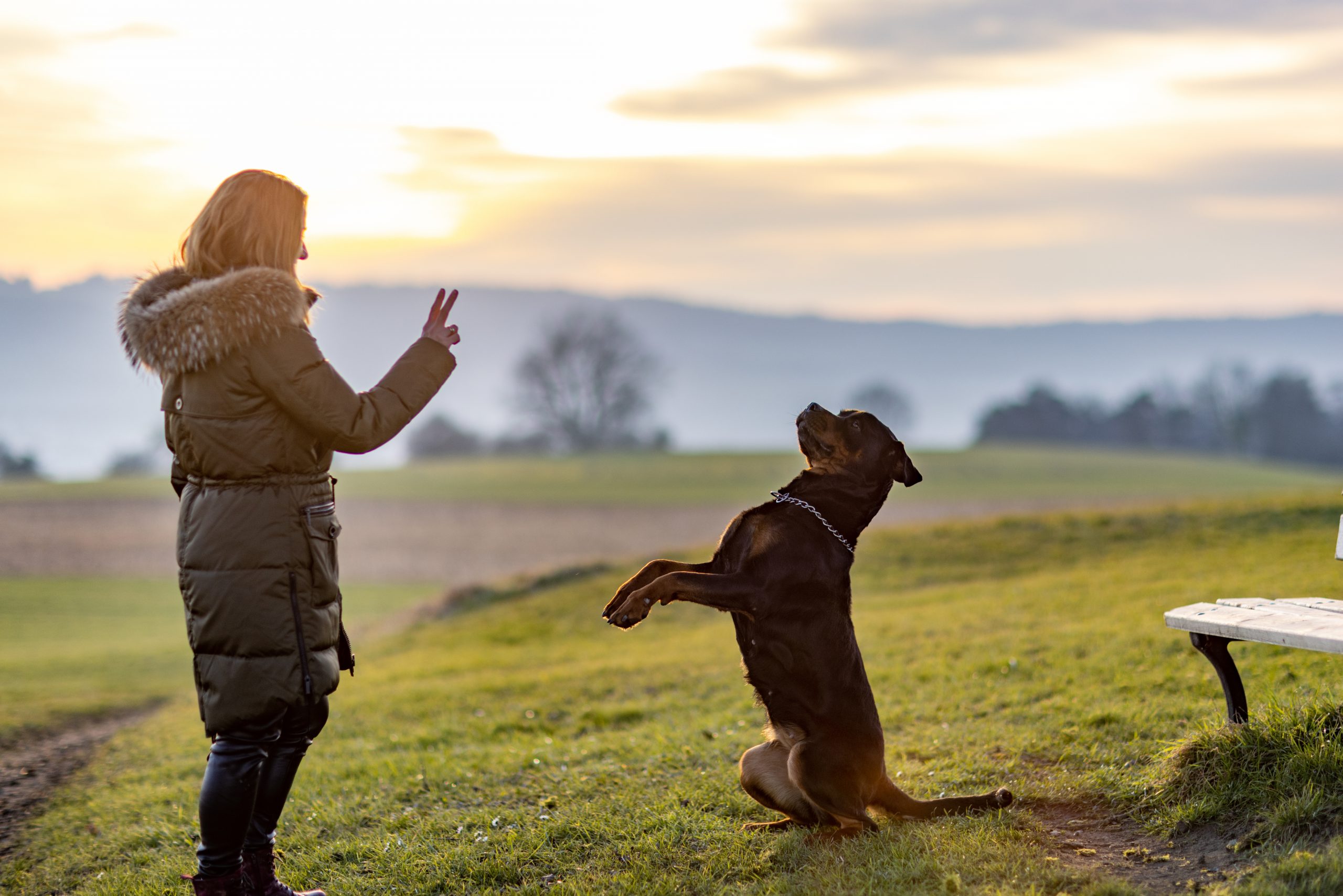 Duquer Son Chien Conseils De Bases Conna Tre