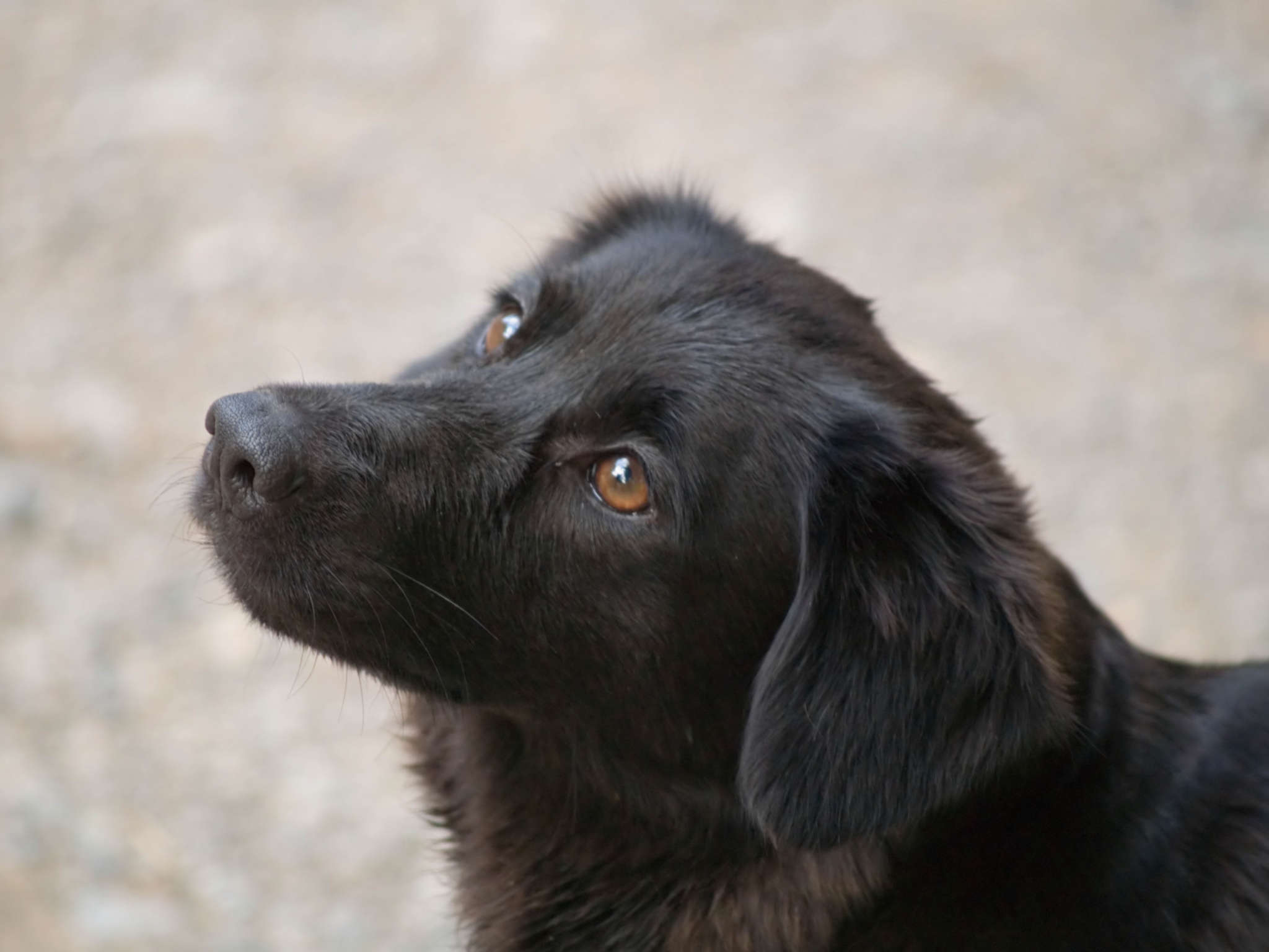 Animal Perdu Comment Faire Son Deuil Autour Des Animaux