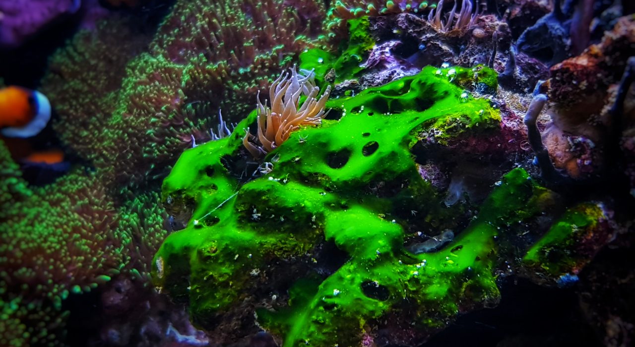 Cyanobactérie dans l’aquarium: Causes et Solutions