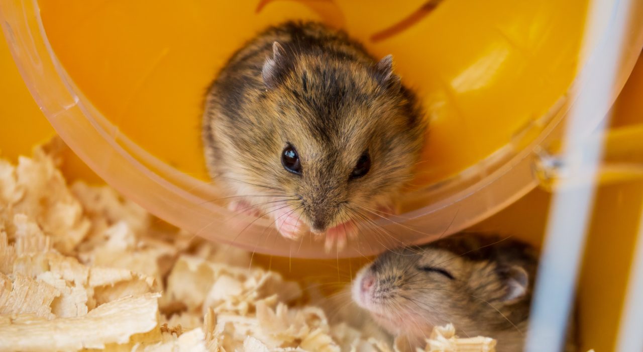 Races et espèces de hamsters