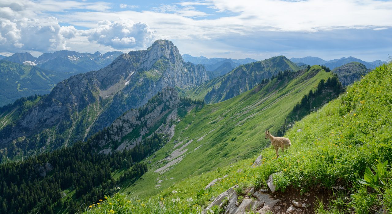 Animaux des Alpes : quelles espèces voir en randonnée ?