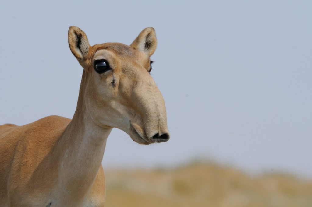 Antilope Saïga