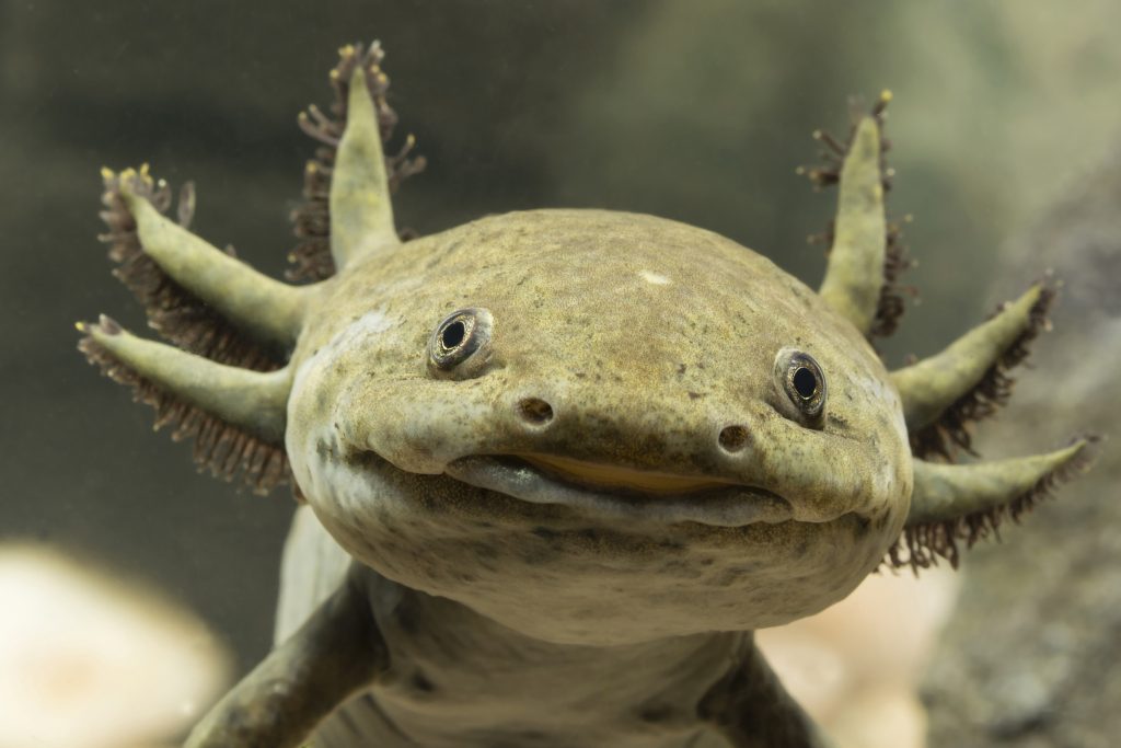 Axolotl