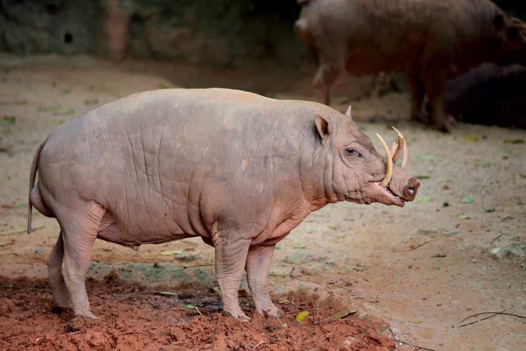 Babiroussa