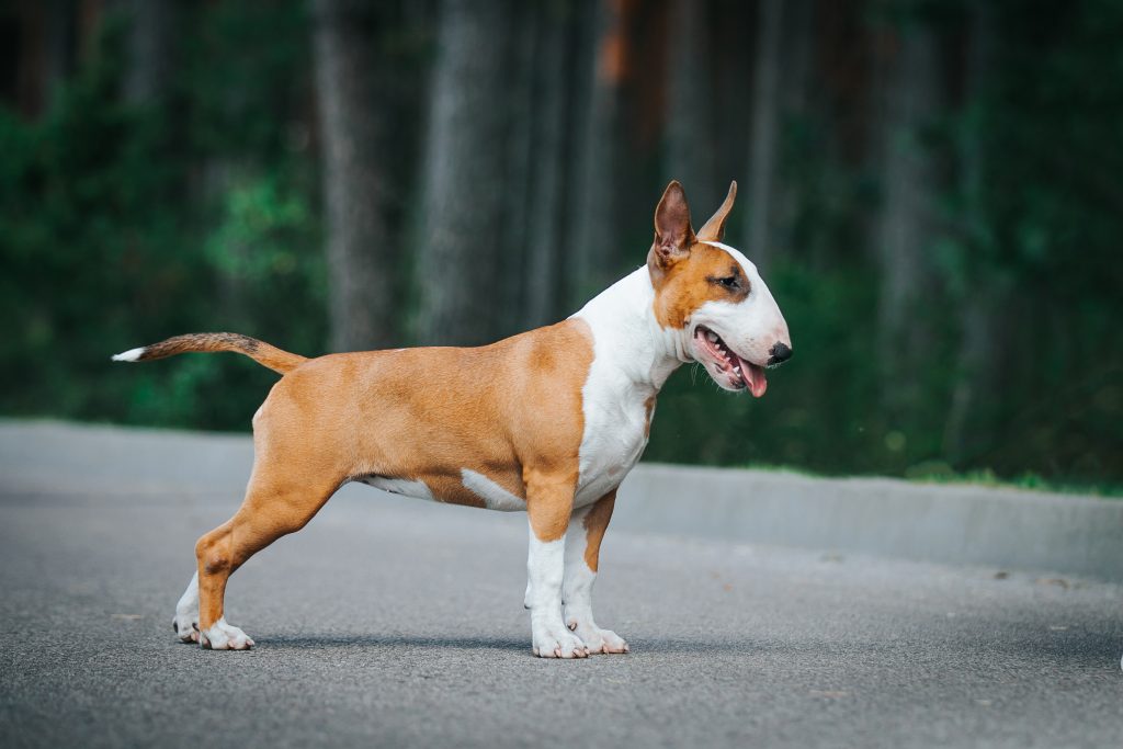 Bull Terrier