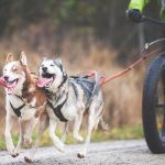 Canitrottinette : Matériel & Conseils pour pratiquer avec son chien
