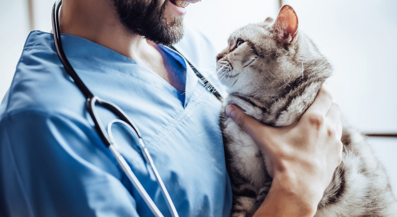 Choisir une université pour étudier la médecine vétérinaire : un enjeu clé pour les futurs praticiens