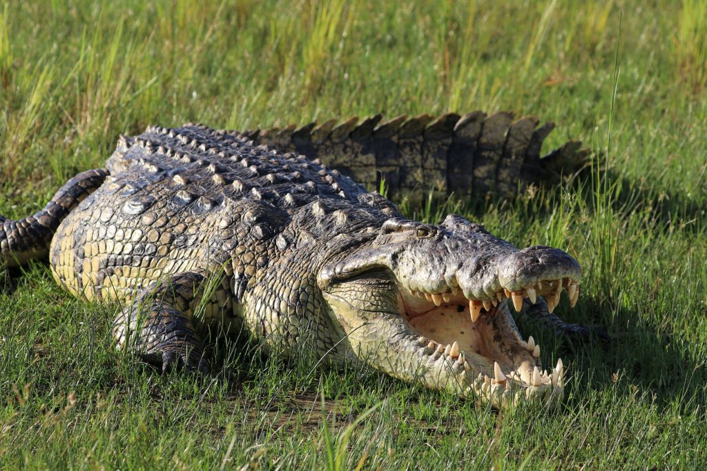 Crocodile du nil Crocodylus niloticus