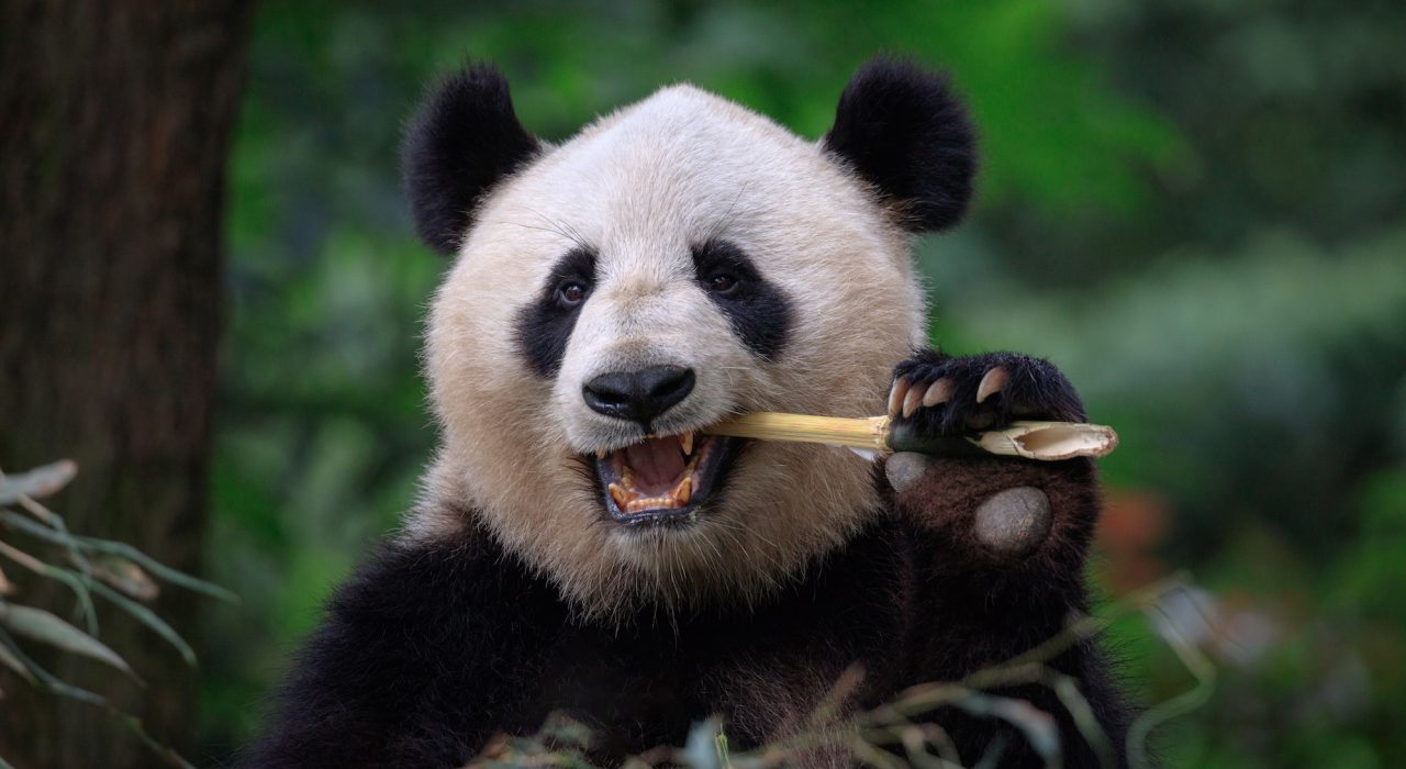 Panda : Top 16 faits surprenants sur cet animal