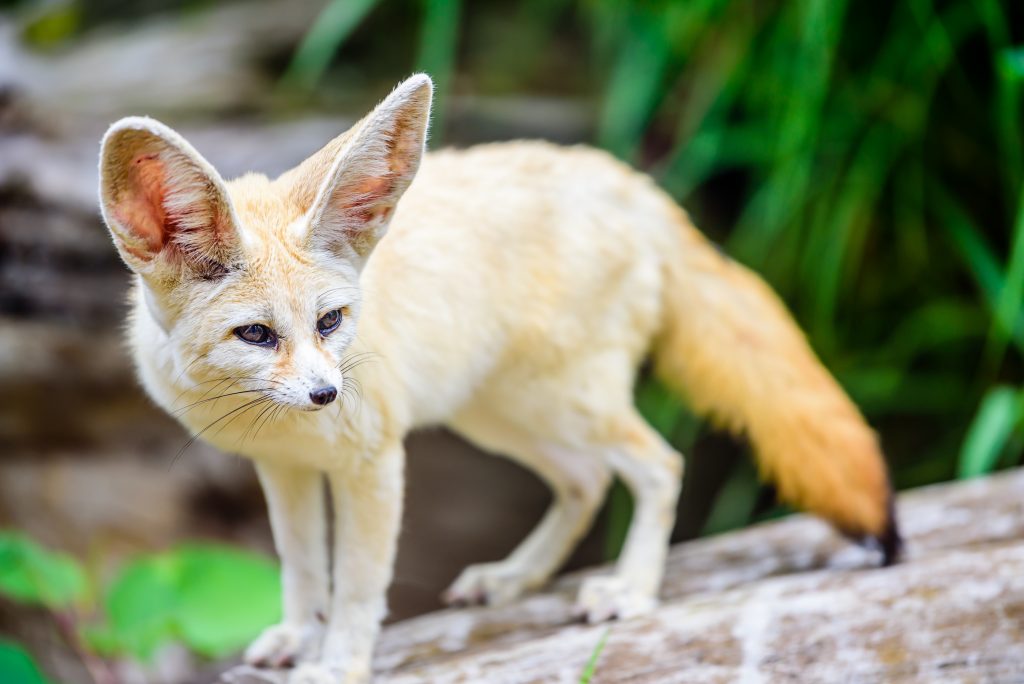 Fennecs de Dubaï