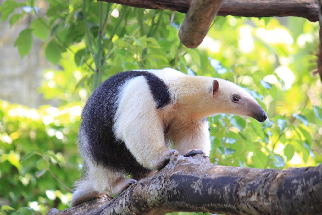 Fourmilier à Collier Tamandua tetradactyla