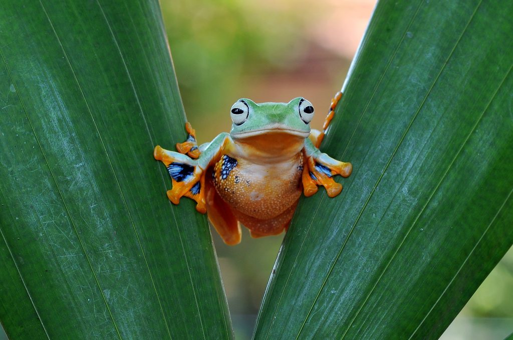 Grenouille volante de Wallace