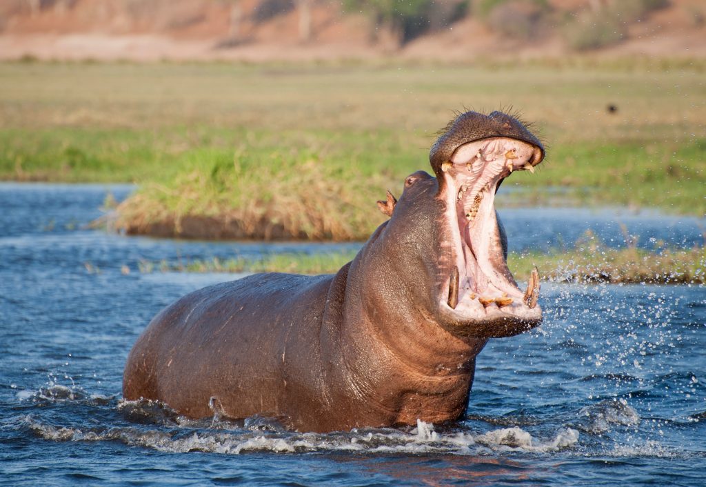 Hippopotame