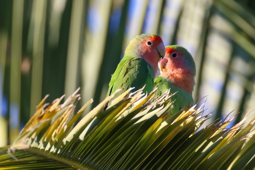 Couple d'inséparables