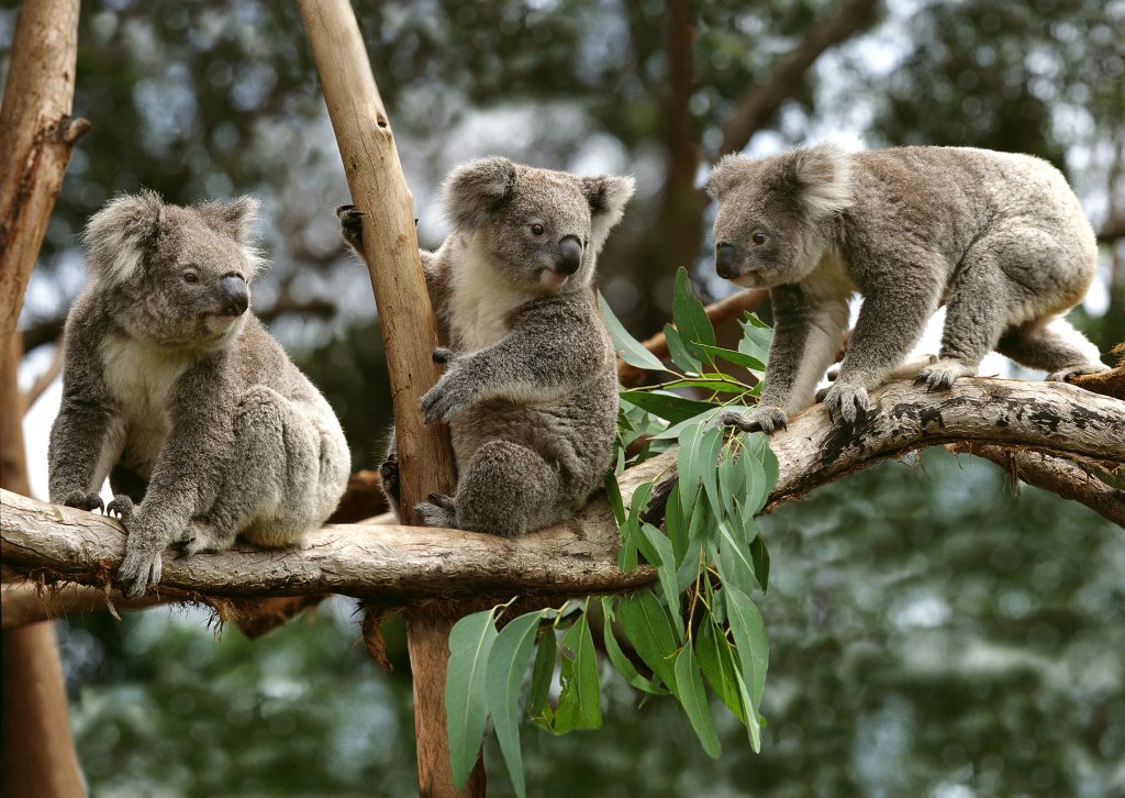 Les koalas