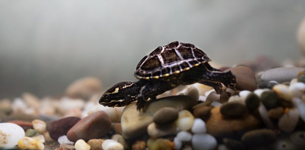 La tortue musquée commune