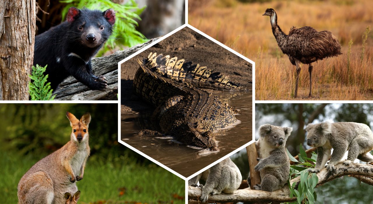 Quels animaux voir en Australie ?