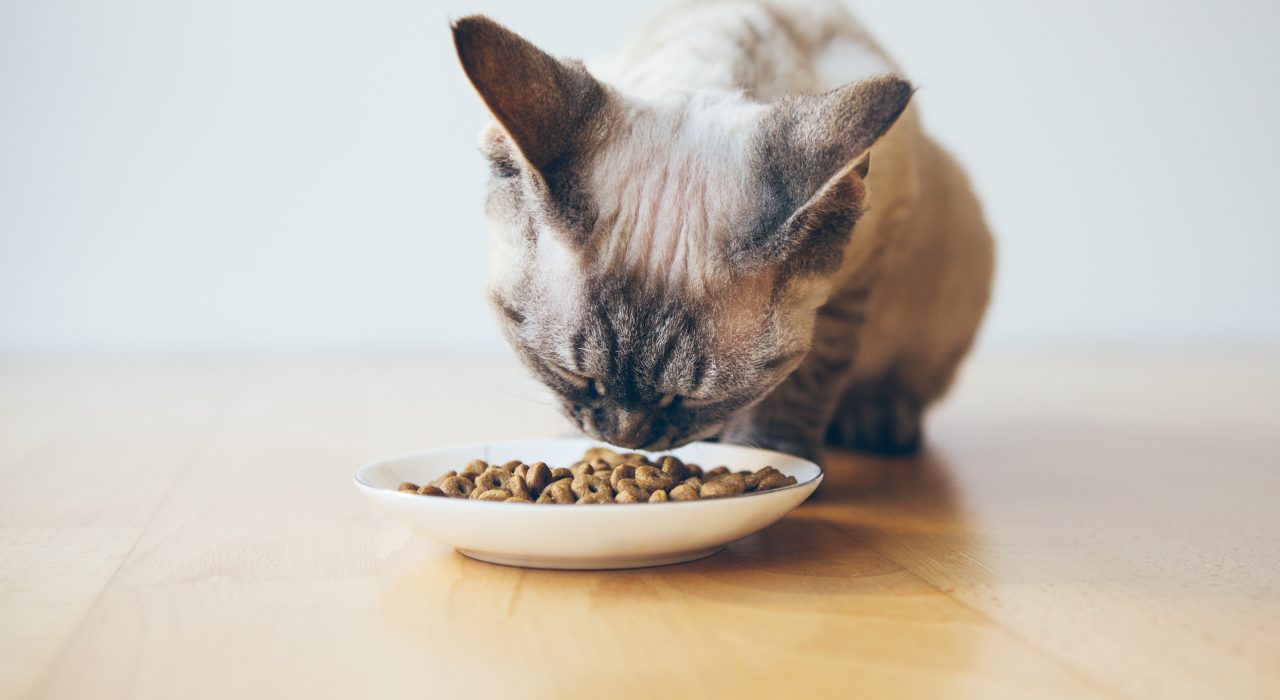 Les bases d’une alimentation saine pour les chats