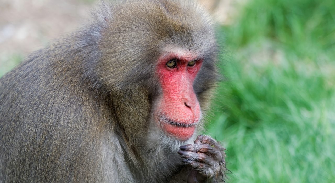 Macaque japonais : 10 faits étonnants sur le singe des neiges