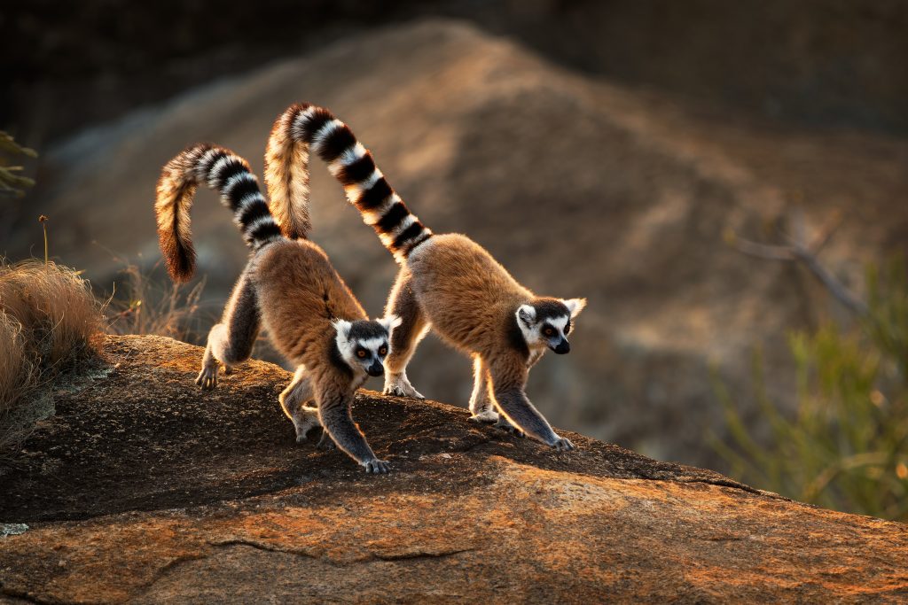 Lémurien Madagascar