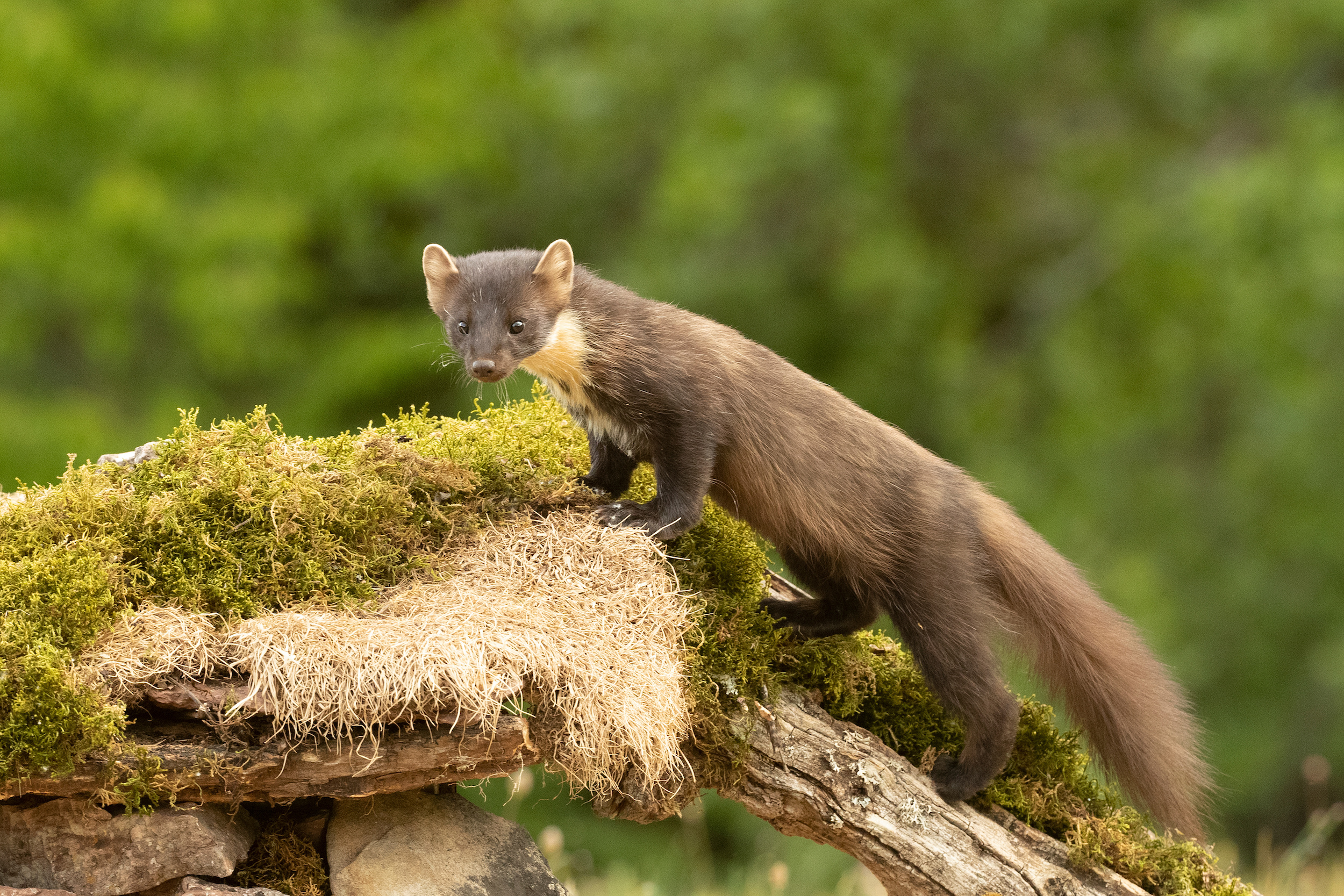 Comment observer les animaux sauvages en forêt ?