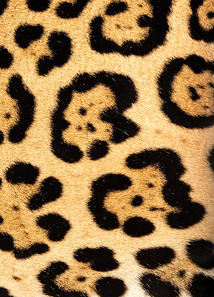 Motifs jaguar