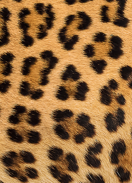 Motifs léopard