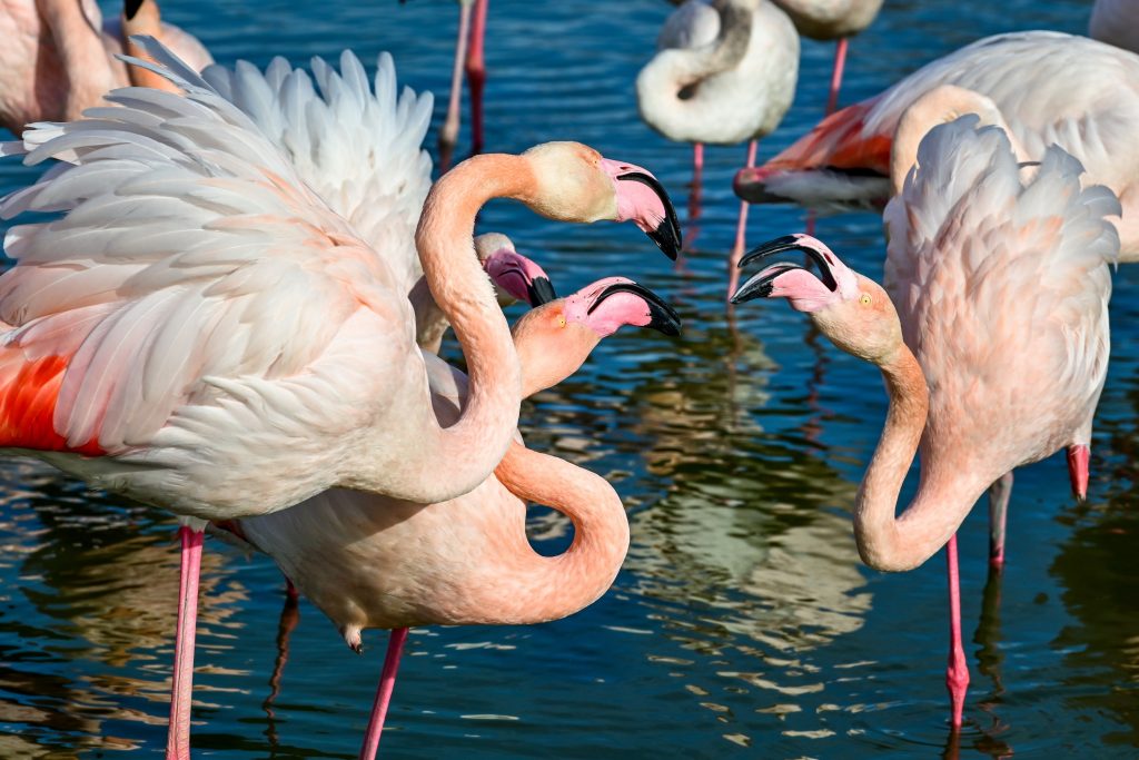 flamant rose