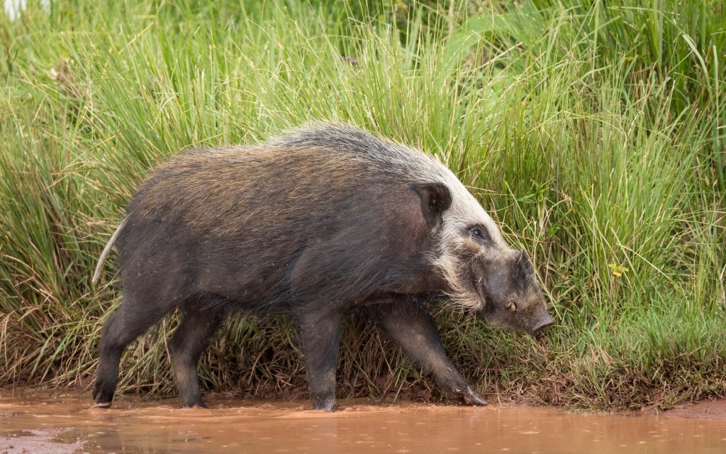 cochon potamochère