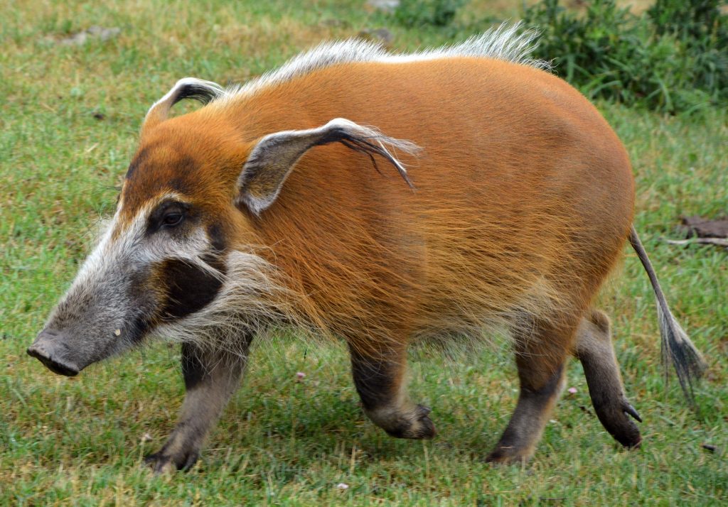 Cochon Potamochère roux