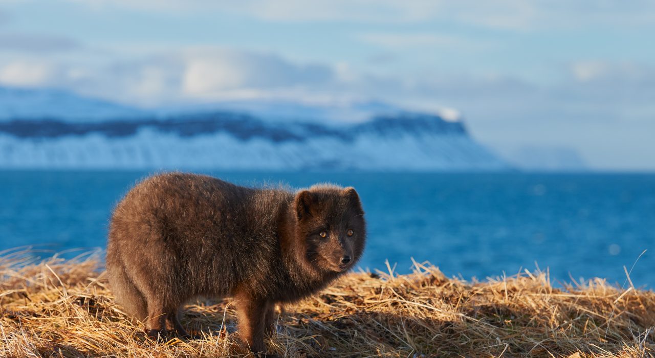 Quels animaux voir en Islande ?