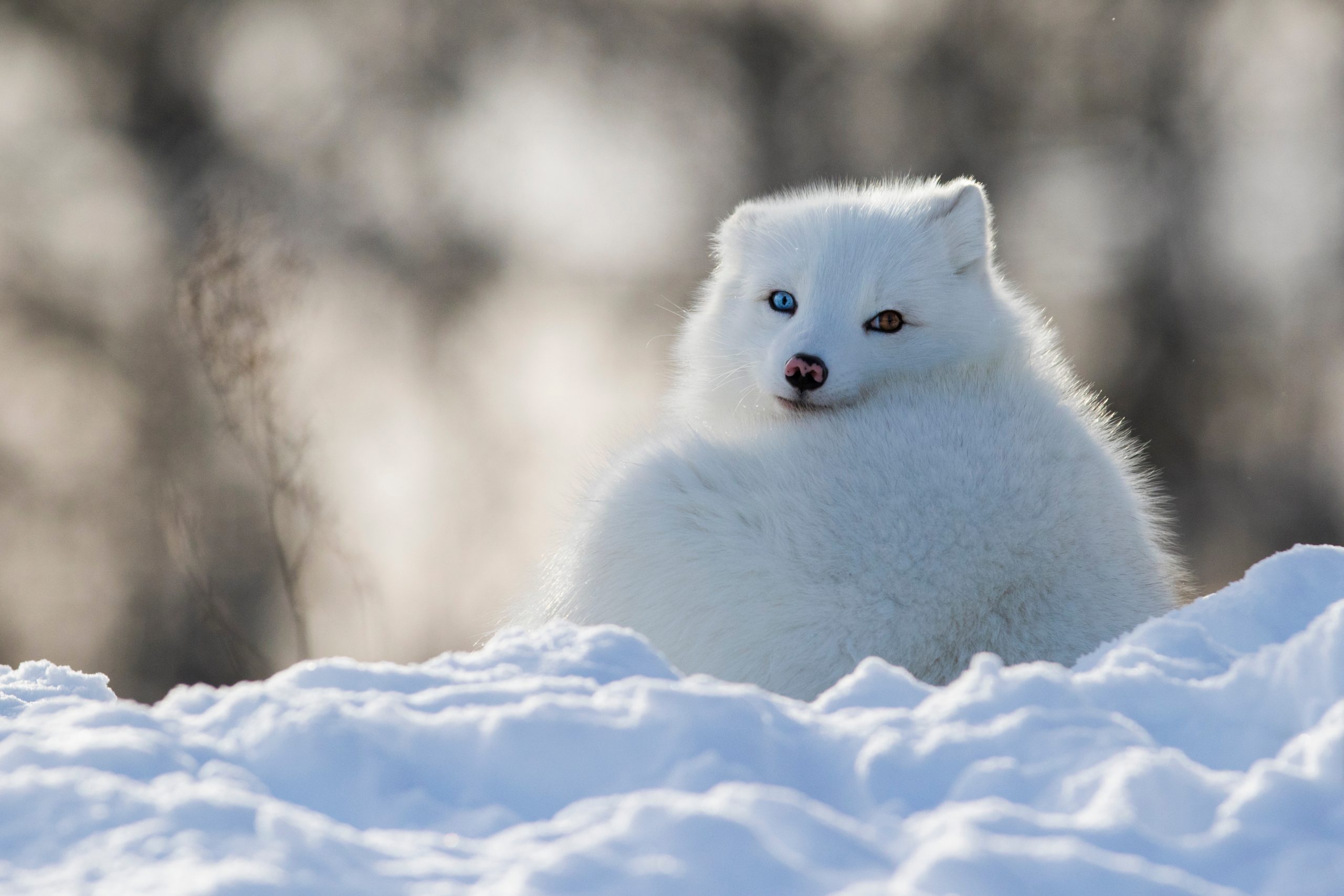 Animaux les plus beaux 5 esp ces d couvrir