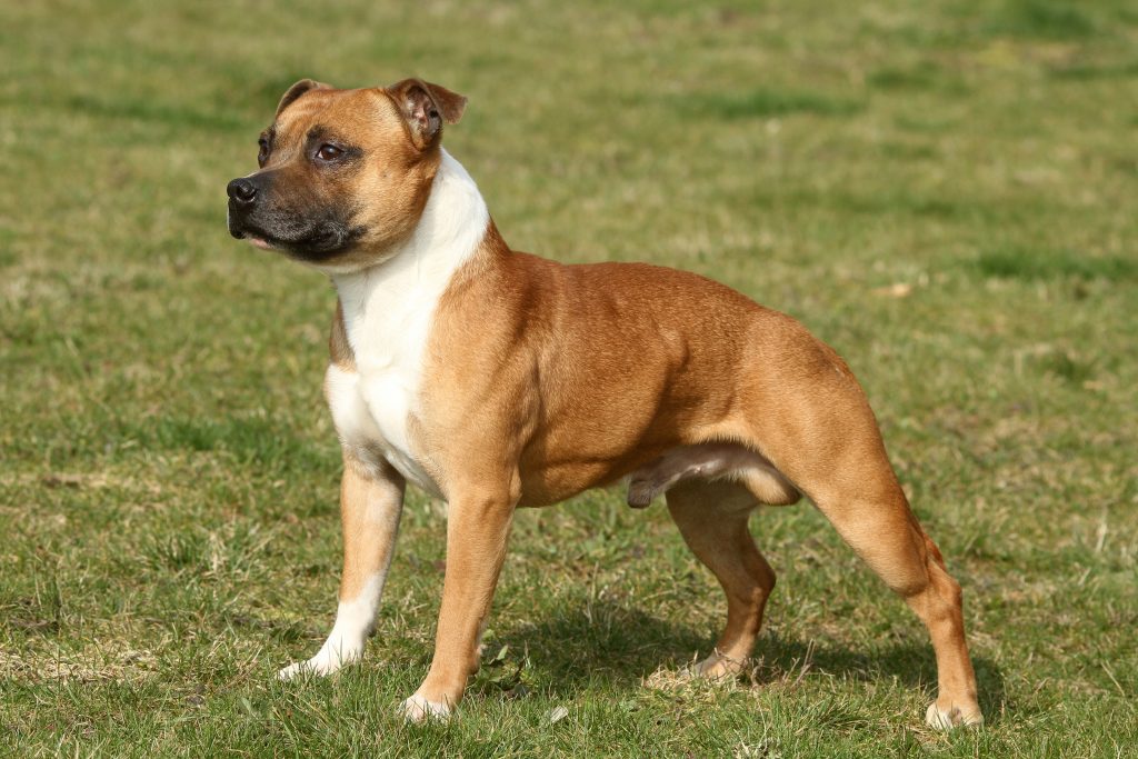 Staffie