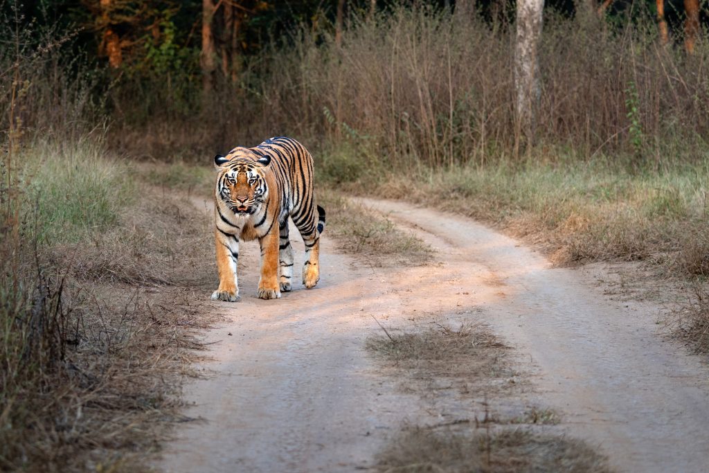 Tigre du bengale à Chitwan