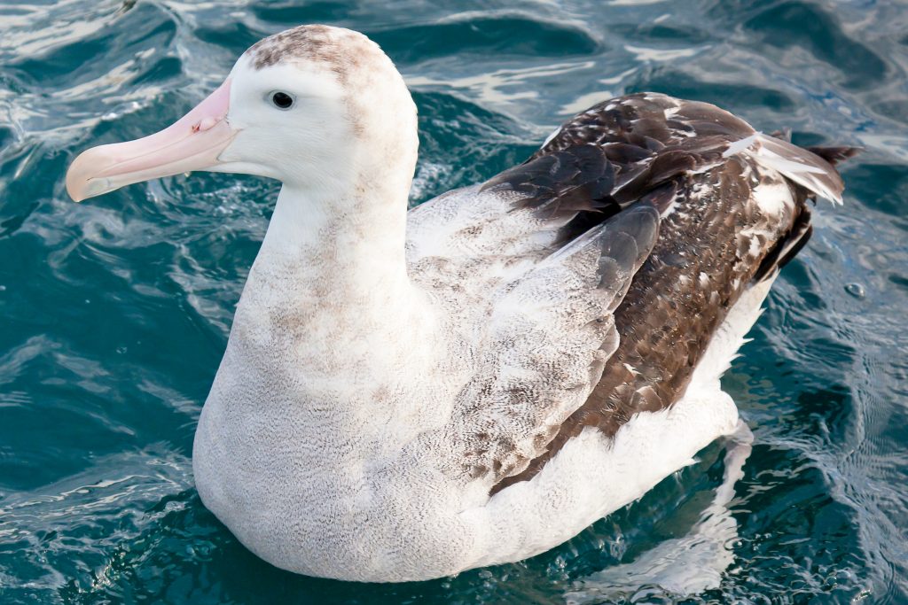 Albatros Hurleur