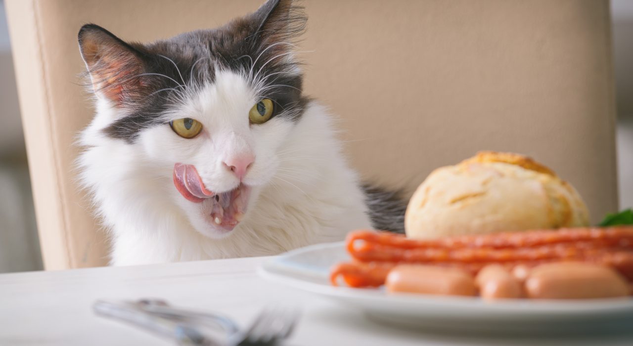 Les aliments dangereux pour son chat