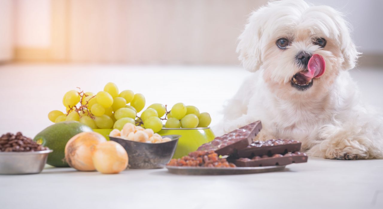 Les aliments toxiques et dangereux pour chiens