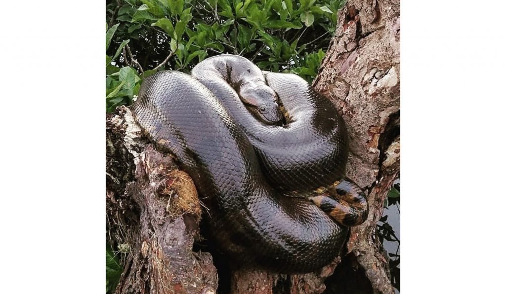 anaconda géant