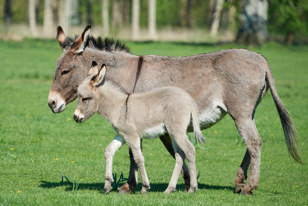 Ânesse avec son ânon