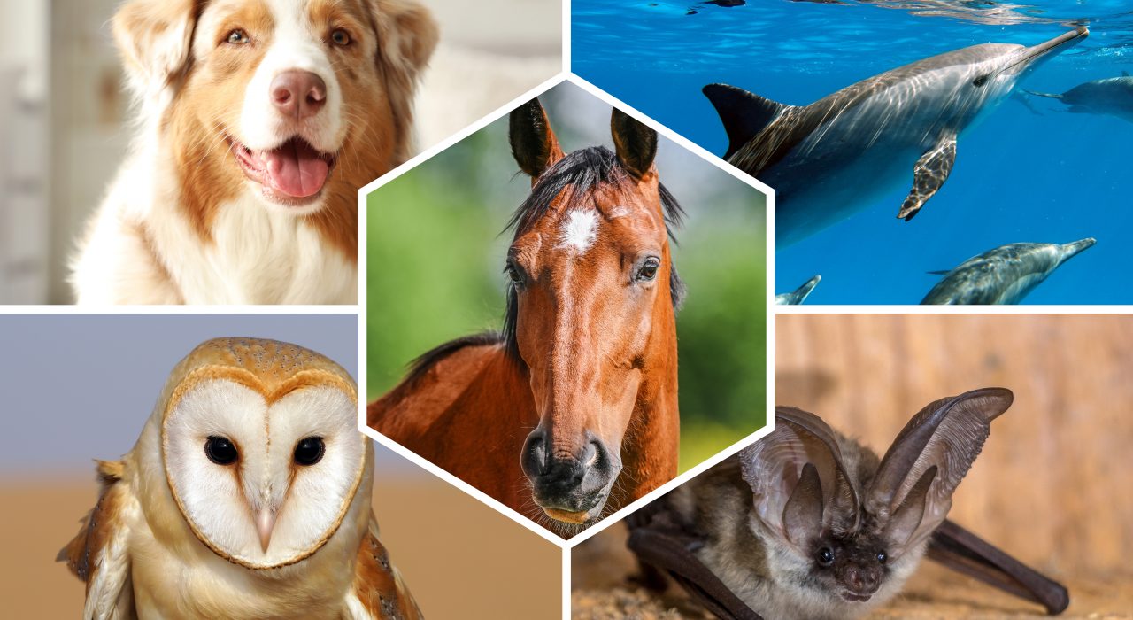 Top 10 des Animaux à l’Ouïe Exceptionnelle