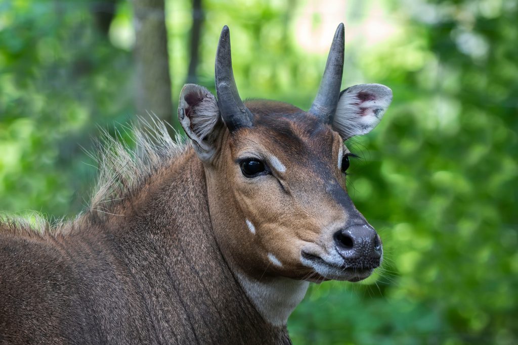 Antilope de nilgaut