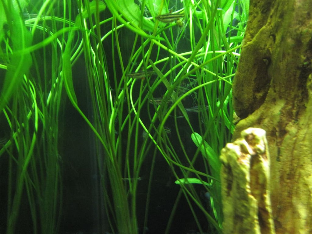 aponogeton plante aquarium