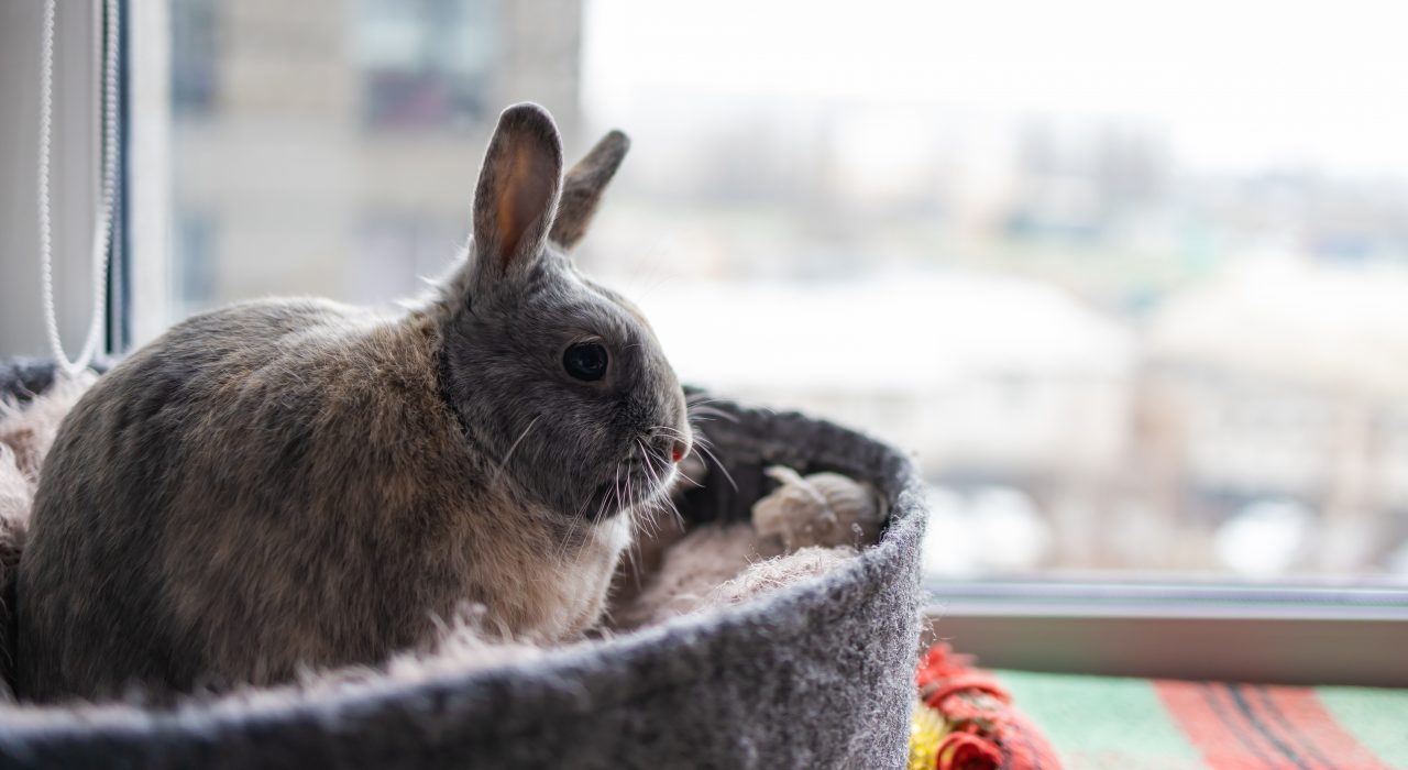 Le lapin en appartement: Tout Savoir pour qu’il soit heureux