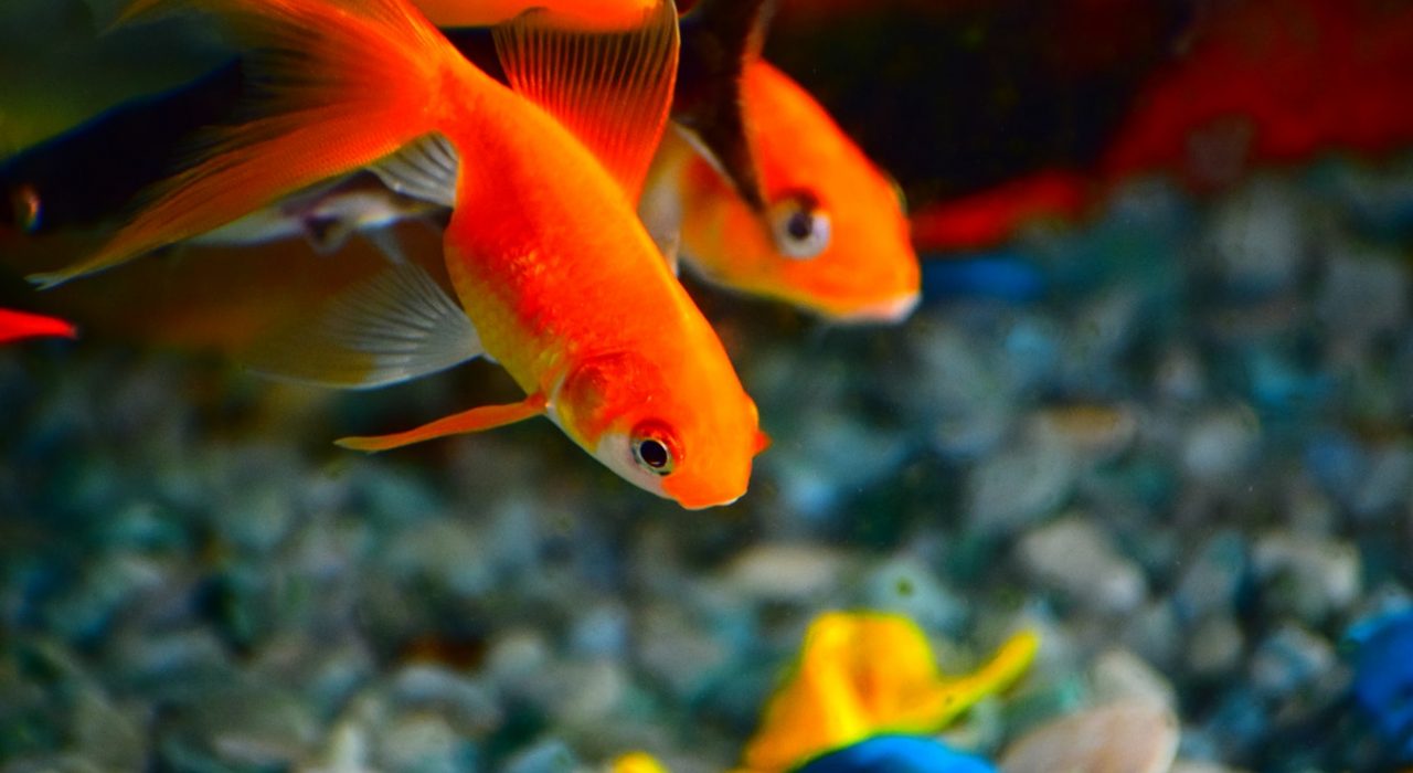 Maladies les plus courantes chez les poissons