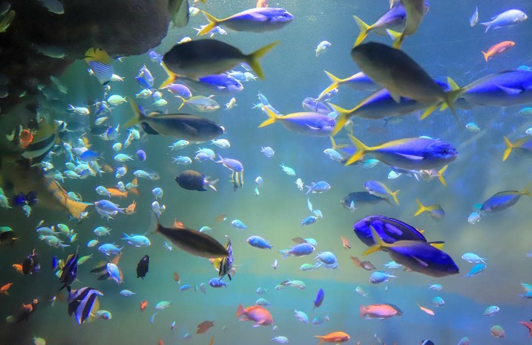 Quels poissons choisir pour débuter un aquarium ?