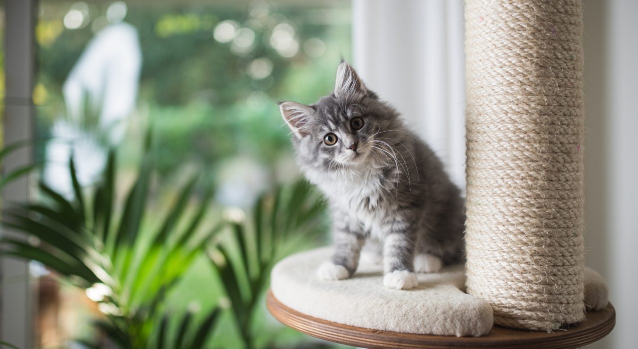 Quel arbre à chat choisir pour son chat ?