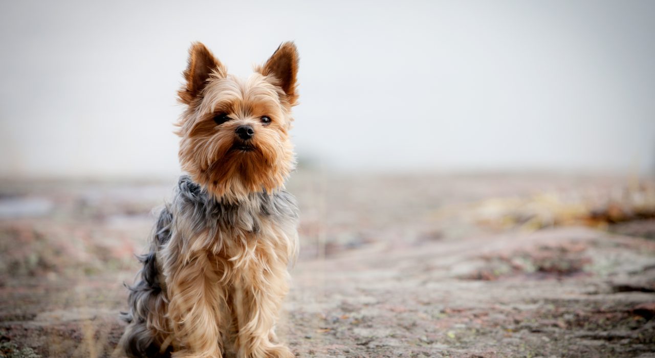 L’assurance pour chien Yorkshire Terrier