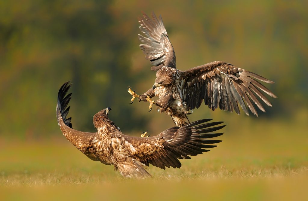 aigles attaque