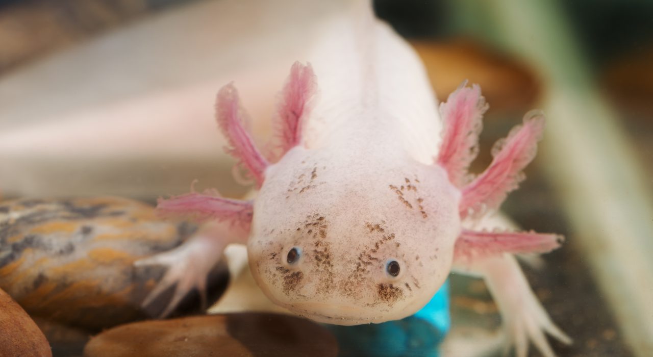 Axolotl : 10 Faits Fascinants à connaître sur cet amphibien