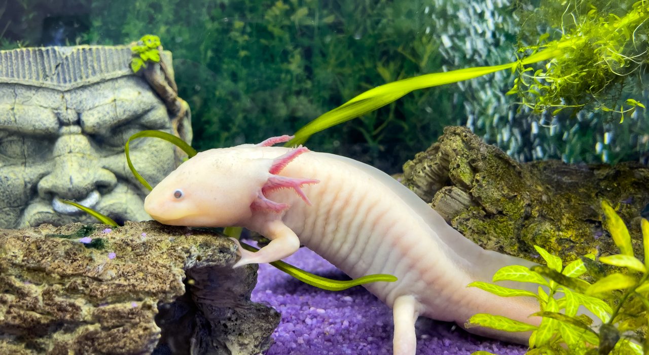 Comment maintenir un Axolotl en Aquarium